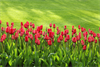 frühling tulpen - CCO Bild von PublicDomainPictures / Pixabay